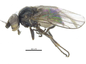  ( - CCDB-28943-B07)  @11 [ ] CreativeCommons - Attribution (2015) CBG Photography Group Centre for Biodiversity Genomics