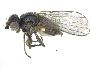  ( - CCDB-28943-B09)  @13 [ ] CreativeCommons - Attribution (2015) CBG Photography Group Centre for Biodiversity Genomics