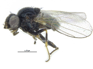  ( - CCDB-28943-D04)  @11 [ ] CreativeCommons - Attribution (2015) CBG Photography Group Centre for Biodiversity Genomics