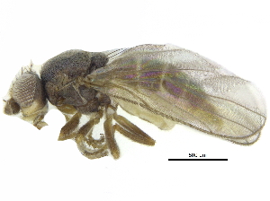  ( - CCDB-28943-G11)  @11 [ ] CreativeCommons - Attribution (2015) CBG Photography Group Centre for Biodiversity Genomics