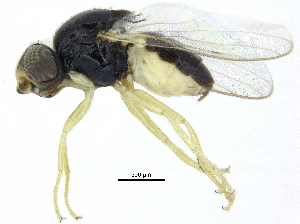  ( - CCDB-28943-H02)  @11 [ ] CreativeCommons - Attribution (2015) CBG Photography Group Centre for Biodiversity Genomics