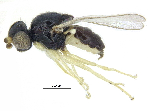  ( - CCDB-28943-H03)  @11 [ ] CreativeCommons - Attribution (2015) CBG Photography Group Centre for Biodiversity Genomics