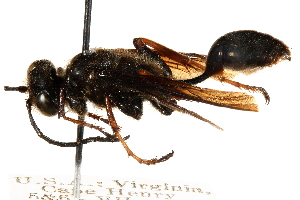 (Isodontia auripes - CCDB-28944-D01)  @11 [ ] CreativeCommons - Attribution (2015) CBG Photography Group Centre for Biodiversity Genomics