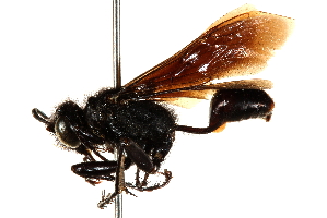  ( - CCDB-28944-D08)  @11 [ ] CreativeCommons - Attribution (2015) CBG Photography Group Centre for Biodiversity Genomics