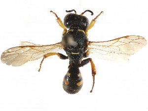  ( - CCDB-28945-E08)  @11 [ ] CreativeCommons - Attribution (2015) CBG Photography Group Centre for Biodiversity Genomics