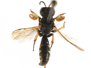  ( - CCDB-28945-E10)  @11 [ ] CreativeCommons - Attribution (2015) CBG Photography Group Centre for Biodiversity Genomics