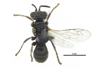  ( - CCDB-28945-G09)  @11 [ ] CreativeCommons - Attribution (2015) CBG Photography Group Centre for Biodiversity Genomics