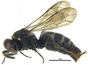  ( - CCDB-28945-G10)  @11 [ ] CreativeCommons - Attribution (2015) CBG Photography Group Centre for Biodiversity Genomics
