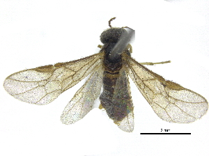  ( - CCDB-28946-B08)  @11 [ ] CreativeCommons - Attribution (2015) CBG Photography Group Centre for Biodiversity Genomics