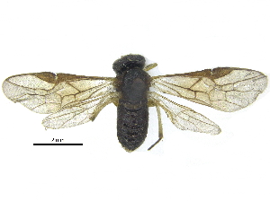  ( - CCDB-28946-B10)  @11 [ ] CreativeCommons - Attribution (2015) CBG Photography Group Centre for Biodiversity Genomics