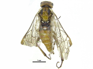  ( - CCDB-28946-D03)  @13 [ ] CreativeCommons - Attribution (2015) CBG Photography Group Centre for Biodiversity Genomics