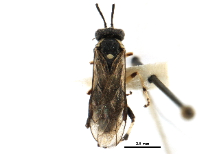  (Macrophya serratalineata - CCDB-28947-D11)  @11 [ ] CreativeCommons - Attribution (2015) CBG Photography Group Centre for Biodiversity Genomics