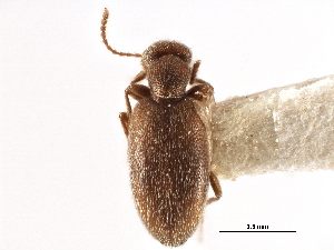  ( - CCDB-28976-E09)  @11 [ ] CreativeCommons - Attribution (2015) CBG Photography Group Centre for Biodiversity Genomics