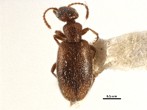  ( - CCDB-28976-E10)  @11 [ ] CreativeCommons - Attribution (2015) CBG Photography Group Centre for Biodiversity Genomics
