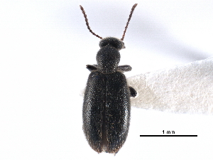  ( - CCDB-28976-E11)  @11 [ ] CreativeCommons - Attribution (2015) CBG Photography Group Centre for Biodiversity Genomics