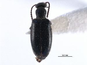  ( - CCDB-28976-F01)  @11 [ ] CreativeCommons - Attribution (2015) CBG Photography Group Centre for Biodiversity Genomics