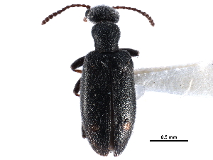  ( - CCDB-28976-F02)  @11 [ ] CreativeCommons - Attribution (2015) CBG Photography Group Centre for Biodiversity Genomics