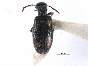  ( - CCDB-28976-F04)  @11 [ ] CreativeCommons - Attribution (2015) CBG Photography Group Centre for Biodiversity Genomics