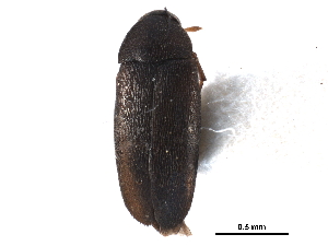  (Anaspis nigrina - CCDB-28976-H06)  @11 [ ] CreativeCommons - Attribution (2015) CBG Photography Group Centre for Biodiversity Genomics