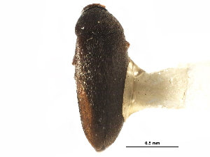  (Anaspis seposita - CCDB-28976-H08)  @11 [ ] CreativeCommons - Attribution (2015) CBG Photography Group Centre for Biodiversity Genomics