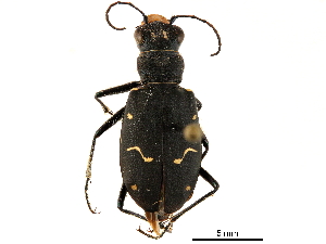  ( - CCDB-33292-A03)  @11 [ ] CreativeCommons - Attribution (2019) CBG Photography Group Centre for Biodiversity Genomics