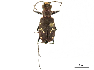  ( - CCDB-33292-A04)  @11 [ ] CreativeCommons - Attribution (2019) CBG Photography Group Centre for Biodiversity Genomics