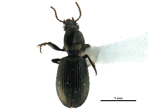  ( - CCDB-33292-D06)  @11 [ ] CreativeCommons - Attribution (2019) CBG Photography Group Centre for Biodiversity Genomics