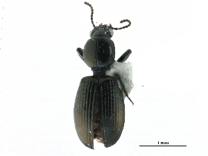  ( - CCDB-33292-D07)  @11 [ ] CreativeCommons - Attribution (2019) CBG Photography Group Centre for Biodiversity Genomics