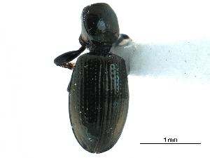  ( - CCDB-33292-D08)  @11 [ ] CreativeCommons - Attribution (2019) CBG Photography Group Centre for Biodiversity Genomics