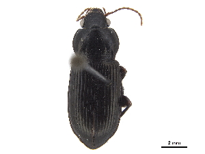  ( - CCDB-33293-C11)  @11 [ ] CreativeCommons - Attribution (2019) CBG Photography Group Centre for Biodiversity Genomics
