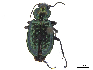  ( - CCDB-33293-E01)  @11 [ ] CreativeCommons - Attribution (2019) CBG Photography Group Centre for Biodiversity Genomics