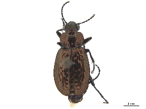  ( - CCDB-33293-E02)  @11 [ ] CreativeCommons - Attribution (2019) CBG Photography Group Centre for Biodiversity Genomics