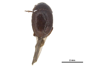  ( - CCDB-33293-F05)  @11 [ ] CreativeCommons - Attribution (2019) CBG Photography Group Centre for Biodiversity Genomics