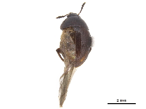  ( - CCDB-33293-F06)  @11 [ ] CreativeCommons - Attribution (2019) CBG Photography Group Centre for Biodiversity Genomics