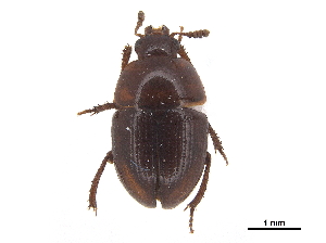  ( - CCDB-33293-F07)  @11 [ ] CreativeCommons - Attribution (2019) CBG Photography Group Centre for Biodiversity Genomics
