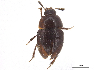  ( - CCDB-33293-F08)  @11 [ ] CreativeCommons - Attribution (2019) CBG Photography Group Centre for Biodiversity Genomics