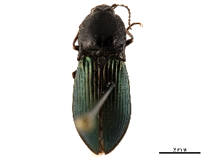  ( - CCDB-33854-B05)  @11 [ ] CreativeCommons - Attribution (2019) CBG Photography Group Centre for Biodiversity Genomics