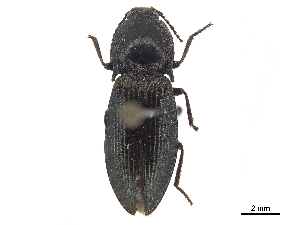  ( - CCDB-33854-B06)  @11 [ ] CreativeCommons - Attribution (2019) CBG Photography Group Centre for Biodiversity Genomics