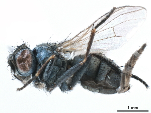  ( - CCDB-33855-G12)  @11 [ ] CreativeCommons - Attribution (2019) CBG Photography Group Centre for Biodiversity Genomics