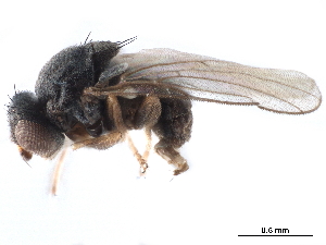  ( - CCDB-33856-C12)  @14 [ ] CreativeCommons - Attribution (2019) CBG Photography Group Centre for Biodiversity Genomics