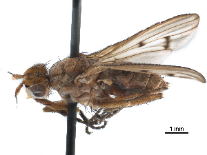  ( - CCDB-33856-E03)  @11 [ ] CreativeCommons - Attribution (2019) CBG Photography Group Centre for Biodiversity Genomics