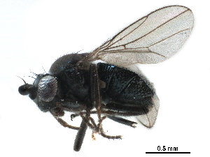  ( - CCDB-33856-F08)  @11 [ ] CreativeCommons - Attribution (2019) CBG Photography Group Centre for Biodiversity Genomics