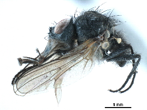  ( - CCDB-33856-H02)  @11 [ ] CreativeCommons - Attribution (2019) CBG Photography Group Centre for Biodiversity Genomics