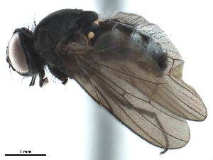  ( - CCDB-33857-B02)  @11 [ ] CreativeCommons - Attribution (2019) CBG Photography Group Centre for Biodiversity Genomics
