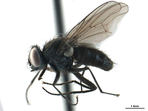  ( - CCDB-33857-C11)  @11 [ ] CreativeCommons - Attribution (2019) CBG Photography Group Centre for Biodiversity Genomics