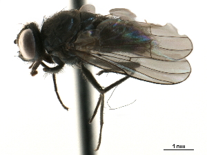  ( - CCDB-33857-C12)  @11 [ ] CreativeCommons - Attribution (2019) CBG Photography Group Centre for Biodiversity Genomics