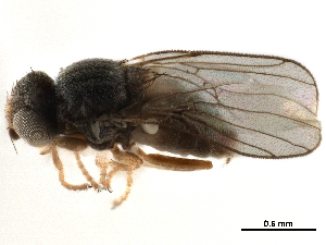  ( - CCDB-33857-G08)  @11 [ ] CreativeCommons - Attribution (2019) CBG Photography Group Centre for Biodiversity Genomics