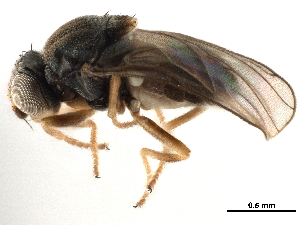  ( - CCDB-33857-G09)  @11 [ ] CreativeCommons - Attribution (2019) CBG Photography Group Centre for Biodiversity Genomics