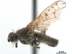  ( - CCDB-33857-H09)  @11 [ ] CreativeCommons - Attribution (2019) CBG Photography Group Centre for Biodiversity Genomics