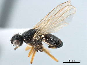  ( - CCDB-33858-A03)  @11 [ ] CreativeCommons - Attribution (2019) CBG Photography Group Centre for Biodiversity Genomics